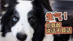 娱乐吃瓜君第一次见狗